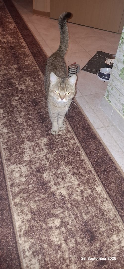 Kater abzugeben