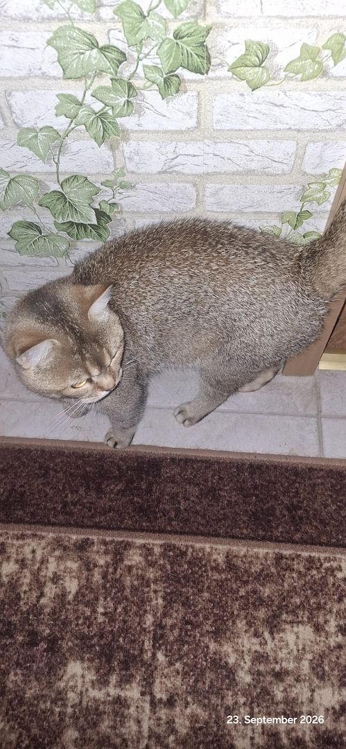 Kater abzugeben
