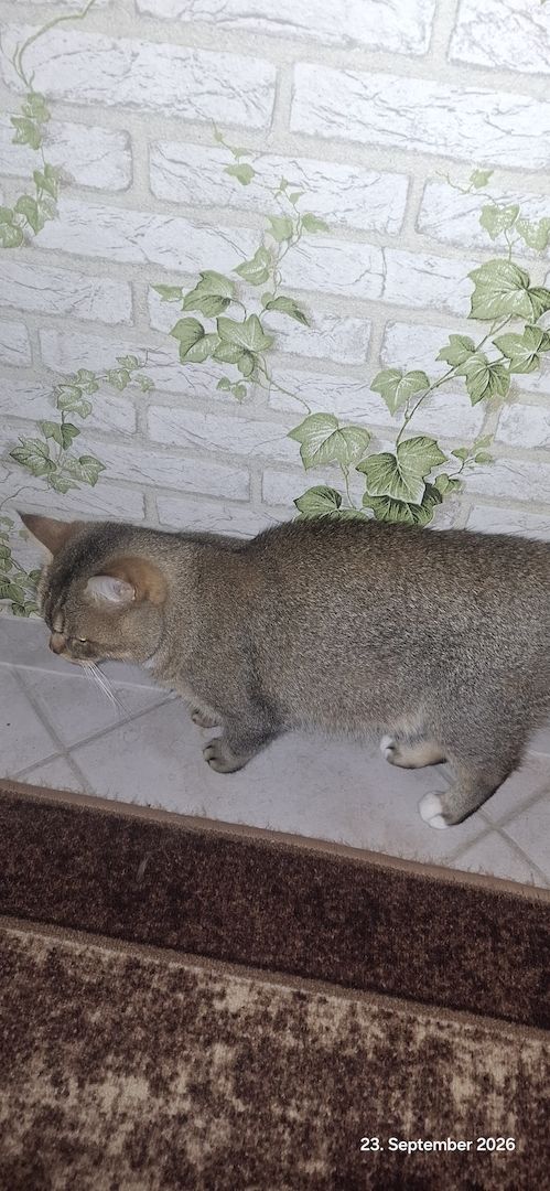 Kater abgeben