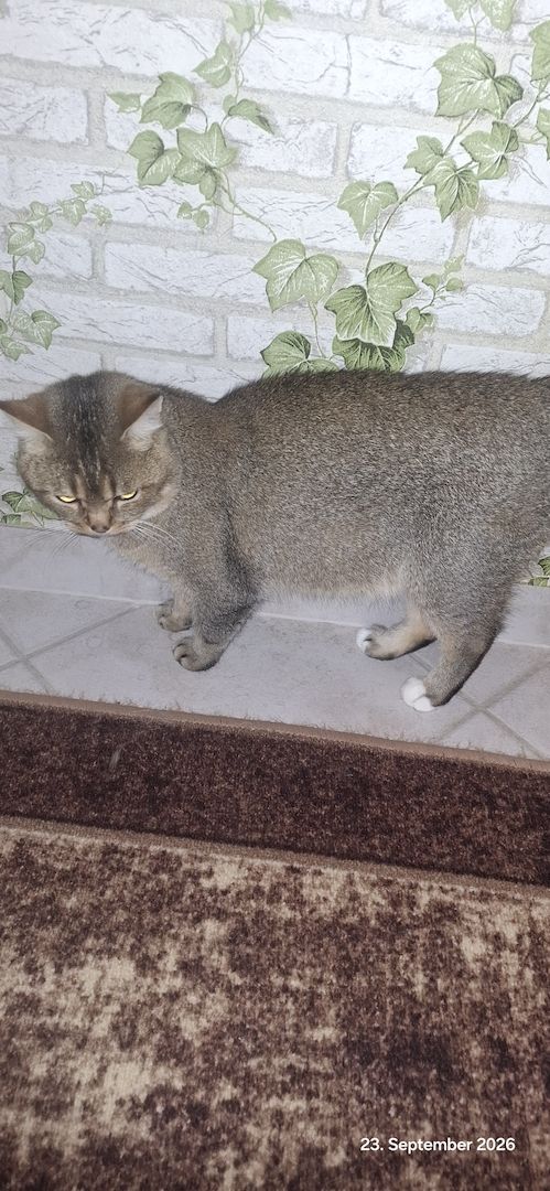 Kater abgeben