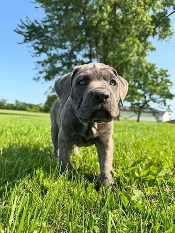 Cane Corso Welpen, blau