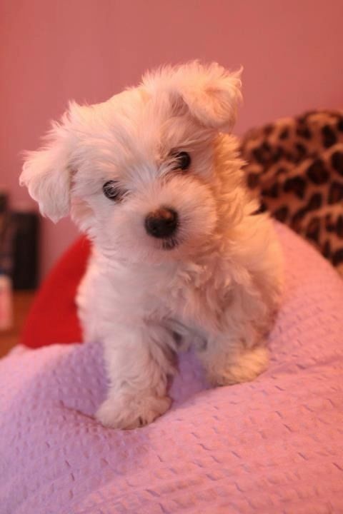 Malteser Welpen