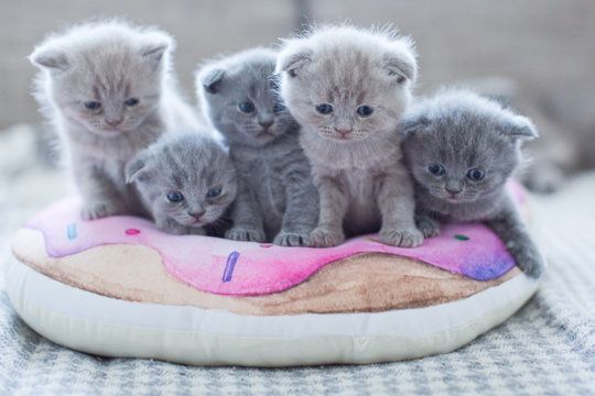 Wunderschöne, reinrassige BKH Kitten Kätzchen