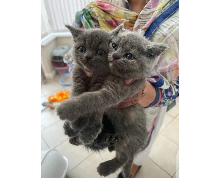 Wunderschöne, reinrassige BKH Kitten Kätzchen