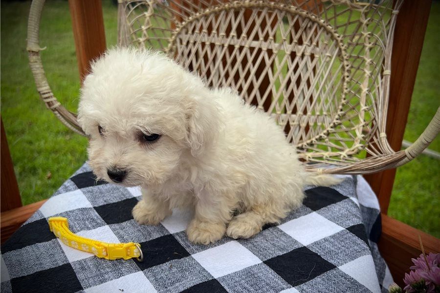Malteser-Bichon-Welpen. WhatsApp: +44 7469 456352