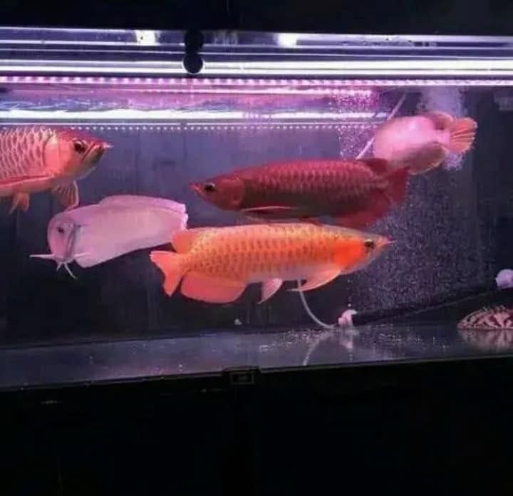 Super Red Arowana und viele weitere Arten zur Abgabe verfügbar