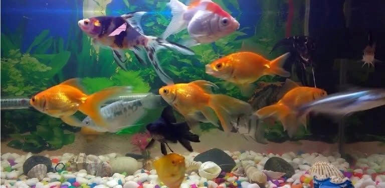 Super Red Arowana und viele weitere Arten zur Abgabe verfügbar