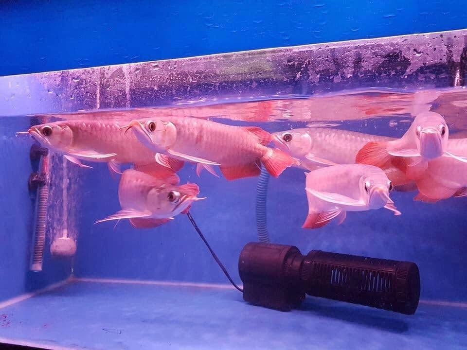 Super Red Arowana und viele weitere Arten zur Abgabe verfügbar