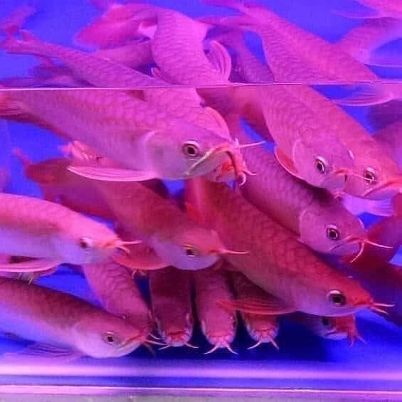 Super Red Arowana und viele weitere Arten zur Abgabe verfügbar