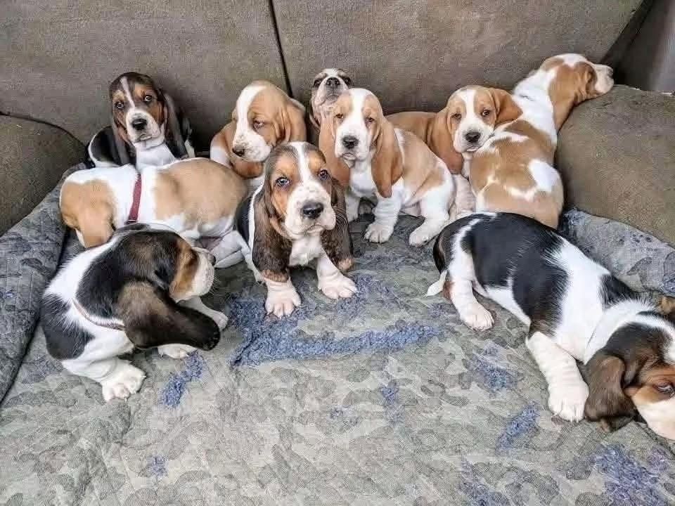 Basset-Hound-Welpen suchen ein Zuhause.