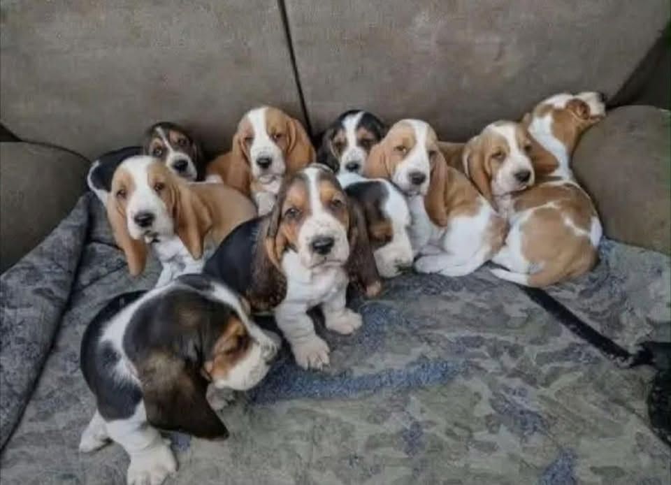 Basset-Hound-Welpen suchen ein Zuhause.