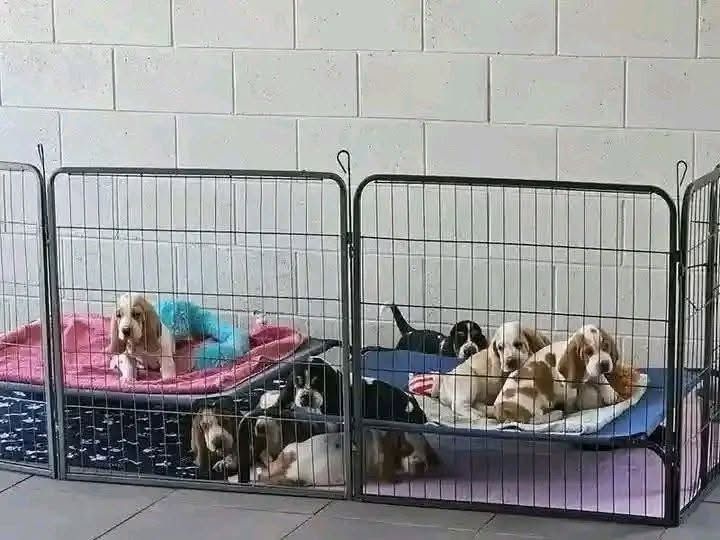Basset-Hound-Welpen suchen ein Zuhause.