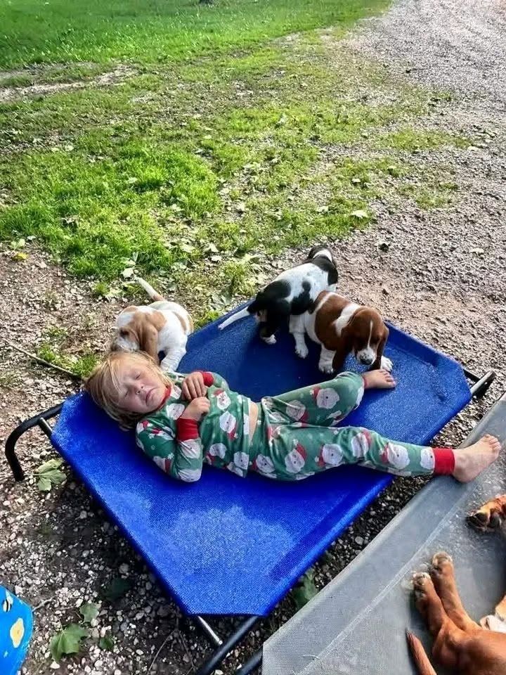 Basset-Hound-Welpen suchen ein Zuhause.
