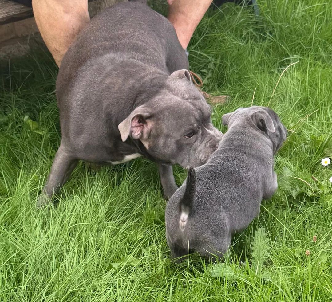 Blaue Staffordshire-Bullterrier-Welpen abzugeben.