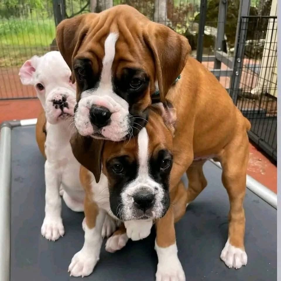 Boxer-Welpen suchen ein neues Zuhause.
