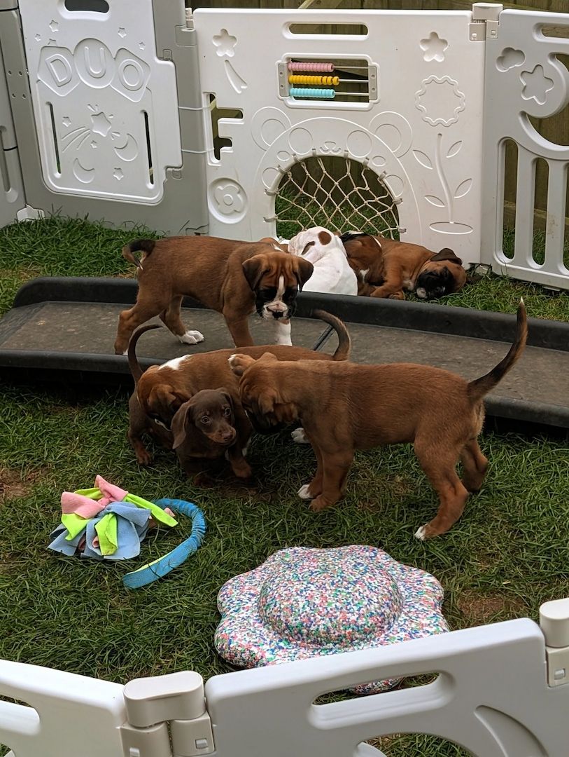 Boxer-Welpen suchen ein neues Zuhause.