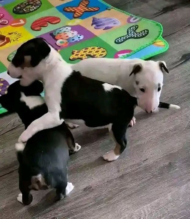 Erstklassige Bullterrier-Welpen abzugeben