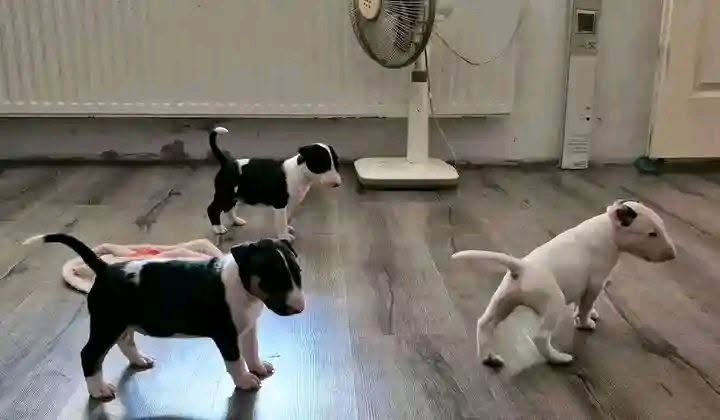 Erstklassige Bullterrier-Welpen abzugeben