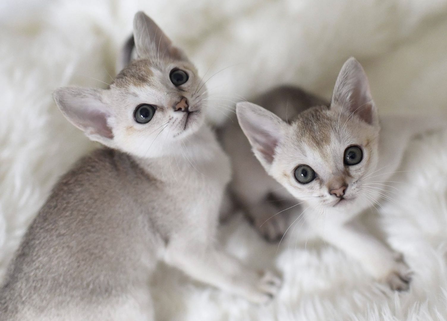 Singapura Kitten reinrassig zu verkaufen