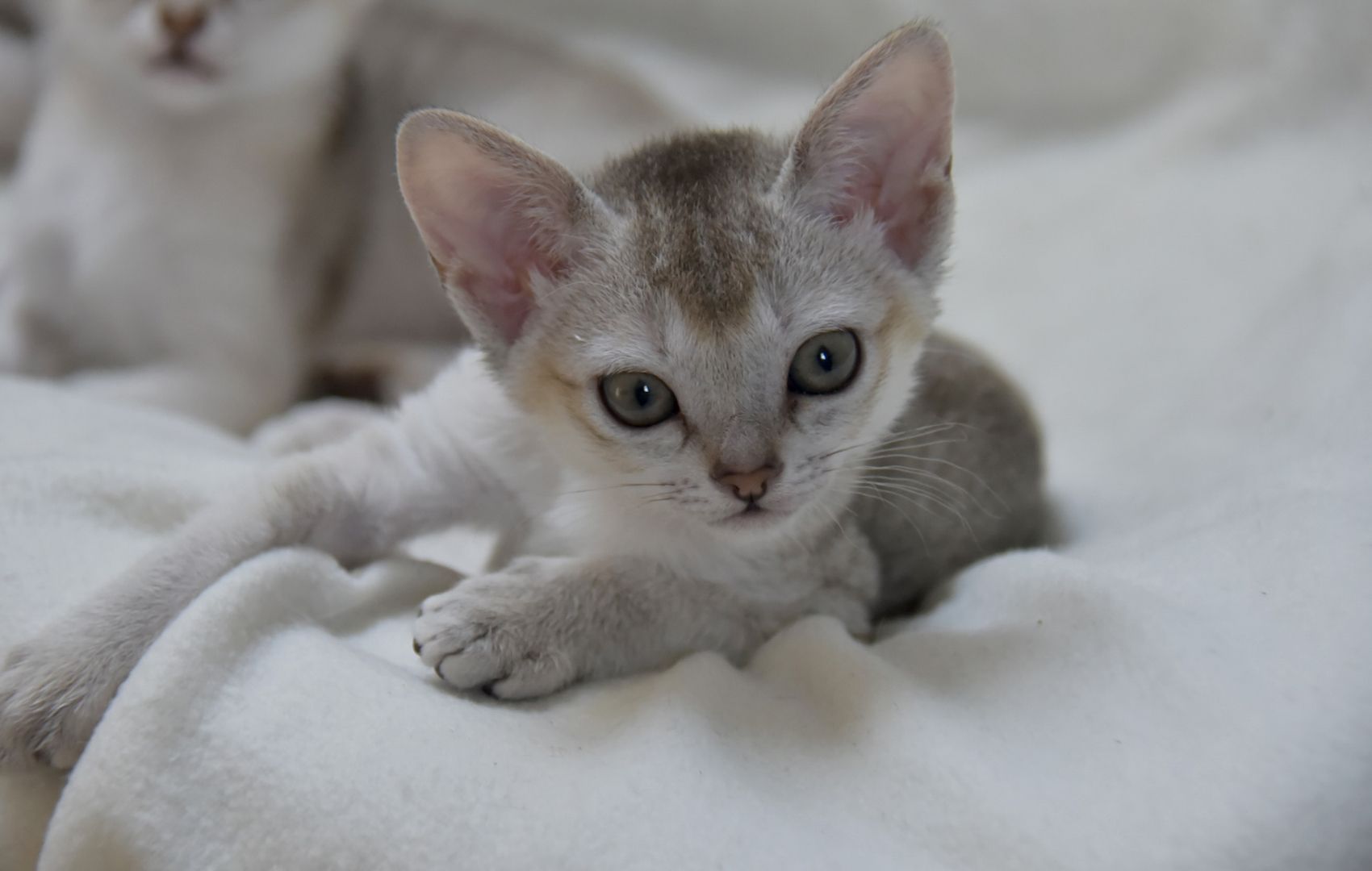 Singapura Kitten reinrassig zu verkaufen