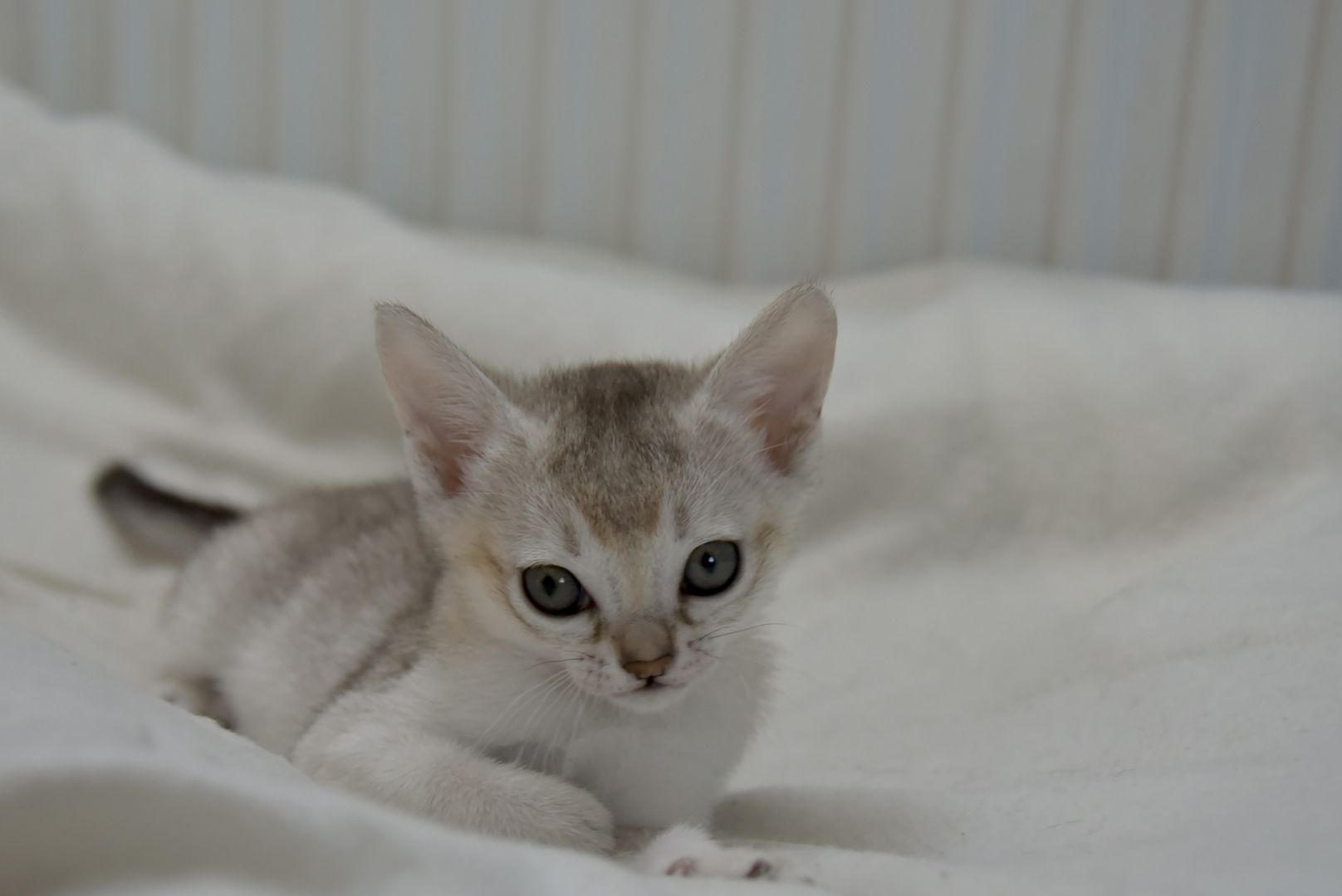 Singapura Kitten reinrassig zu verkaufen