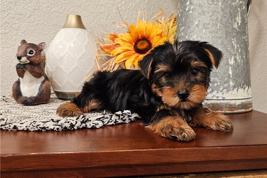 Yorkie-Welpen. WhatsApp: +44 7469 456352