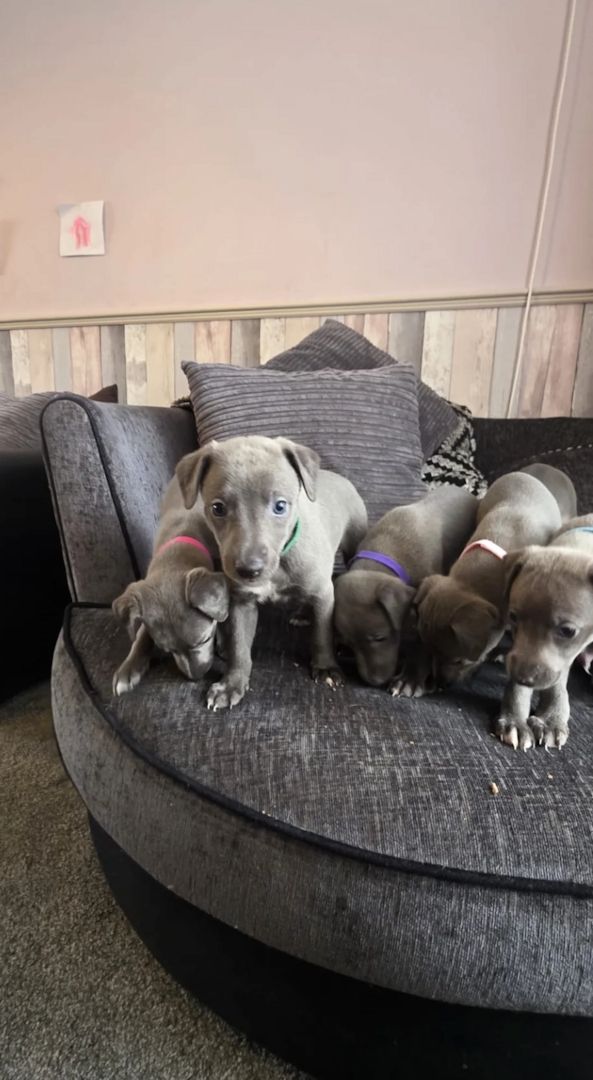 Whippet-Welpen suchen ein neues Zuhause