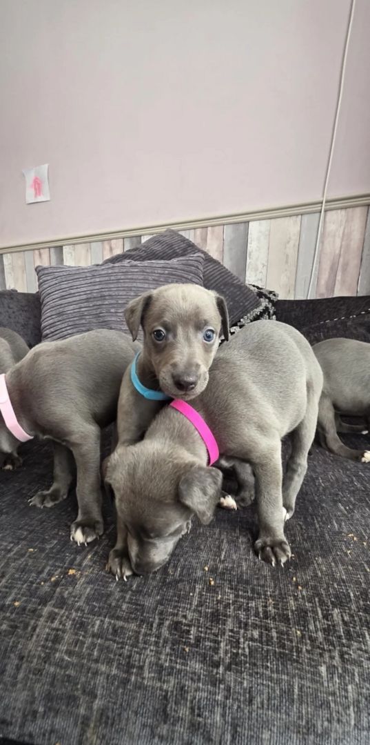 Whippet-Welpen suchen ein neues Zuhause