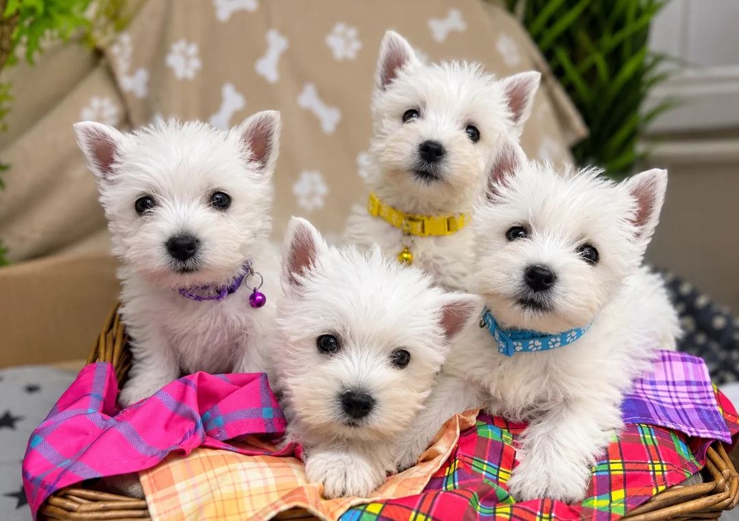 West Highland Terrier-Welpen suchen ein neues Zuhause