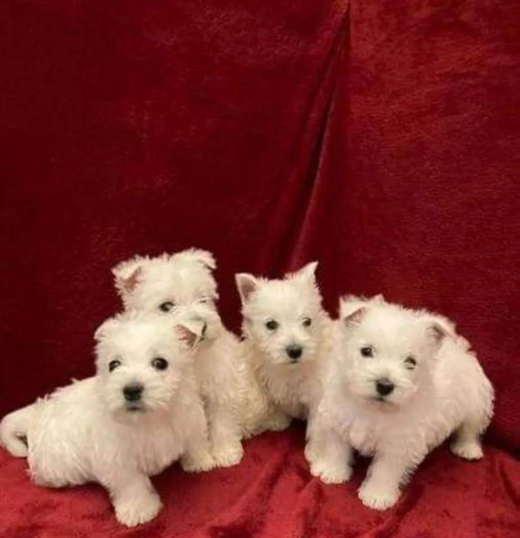 West Highland Terrier-Welpen suchen ein neues Zuhause