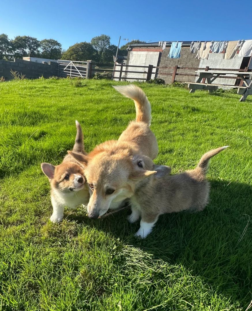 Corgi-Welpen suchen ein neues Zuhause