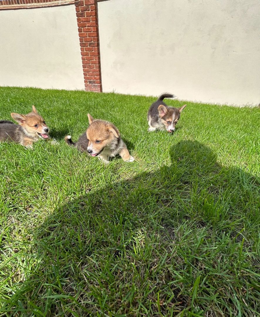 Corgi-Welpen suchen ein neues Zuhause