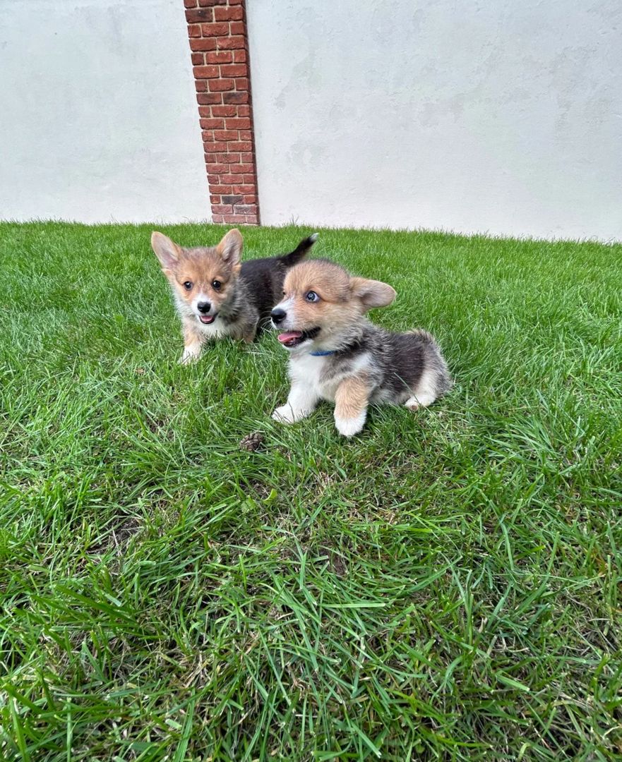 Corgi-Welpen suchen ein neues Zuhause