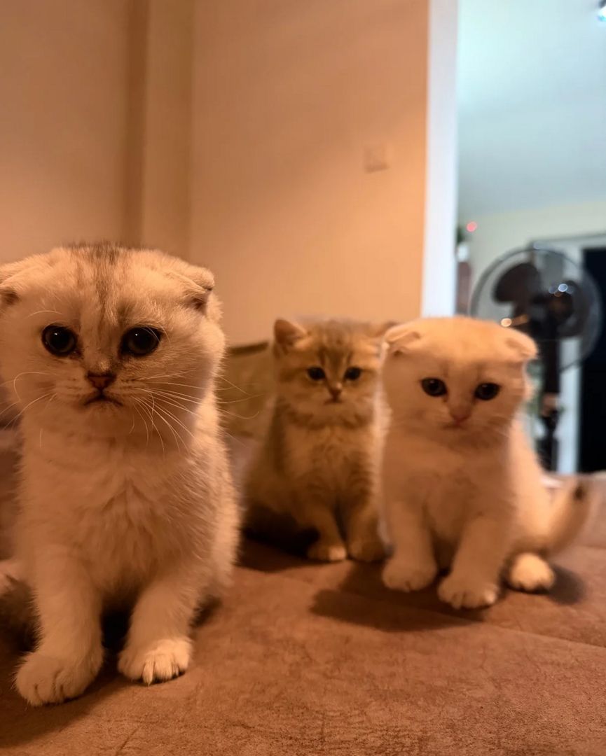 Scottish-Fold-Kätzchen suchen ein neues Zuhause