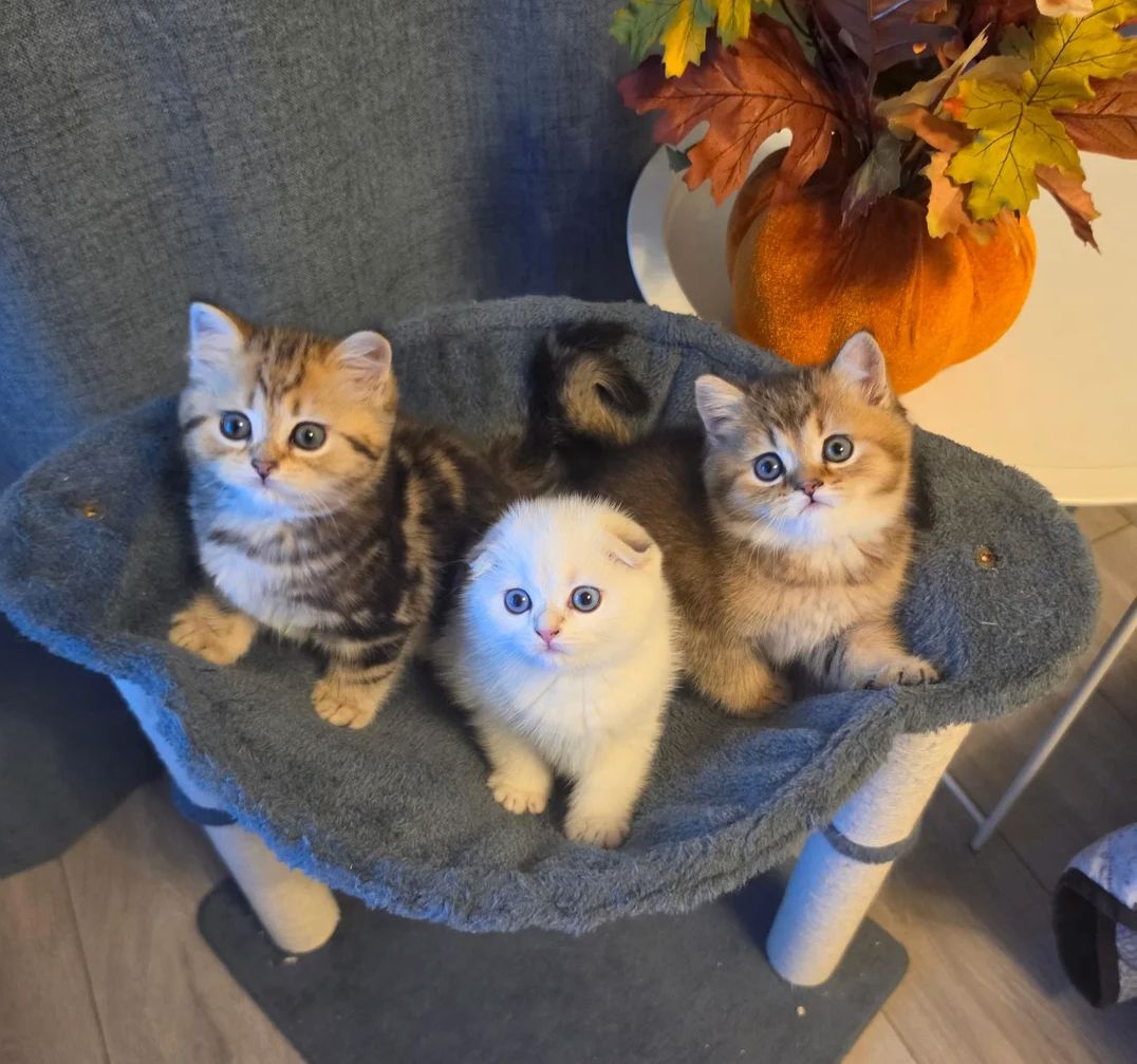 Scottish-Fold-Kätzchen suchen ein neues Zuhause