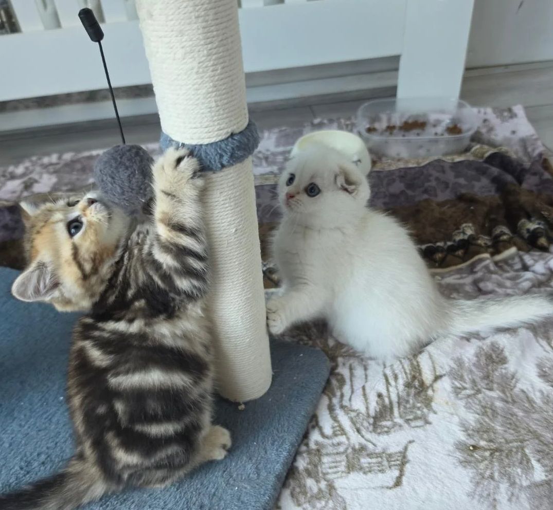 Scottish-Fold-Kätzchen suchen ein neues Zuhause