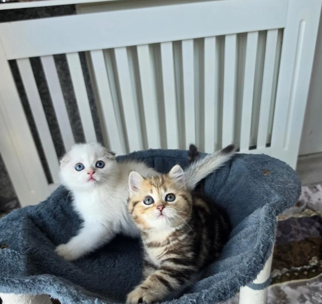 Scottish-Fold-Kätzchen suchen ein neues Zuhause