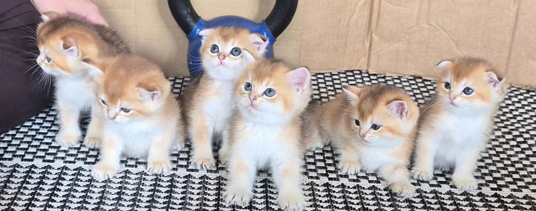 Scottish-Fold-Kätzchen suchen ein neues Zuhause