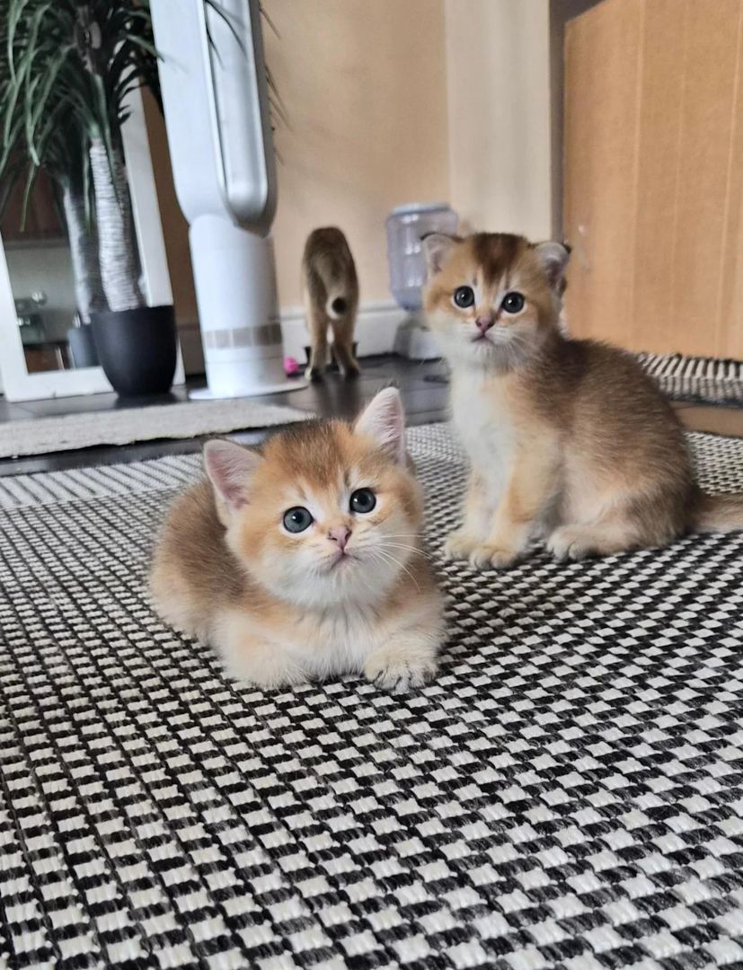 Scottish-Fold-Kätzchen suchen ein neues Zuhause