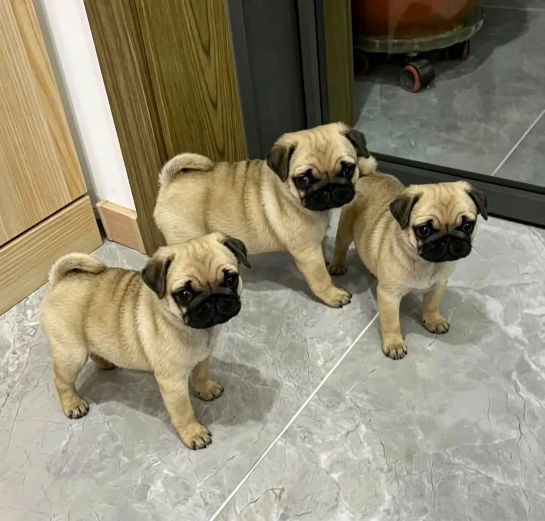 Mops-Welpen suchen ein neues Zuhause