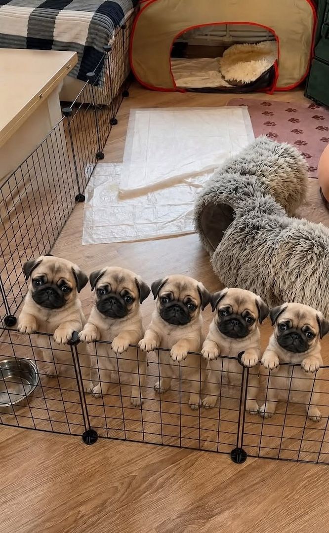 Mops-Welpen suchen ein neues Zuhause