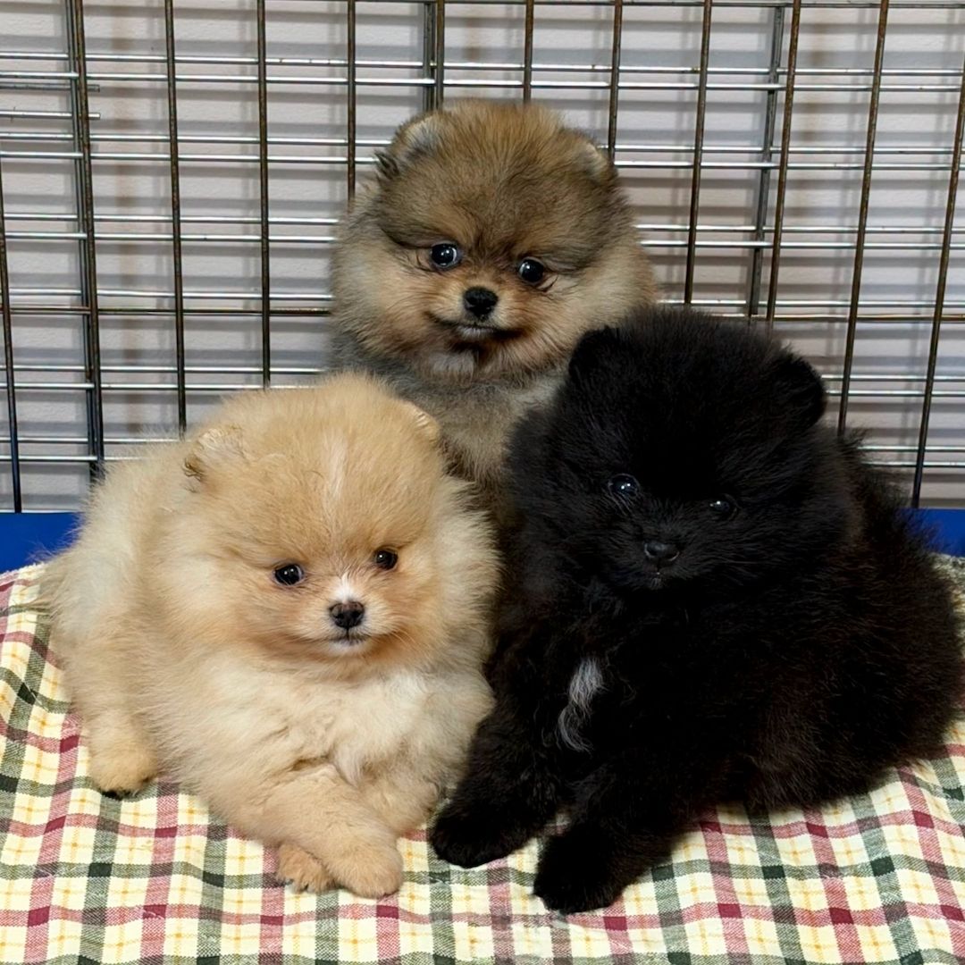 Zwergspitz-Welpen (Pomeranian) abzugeben