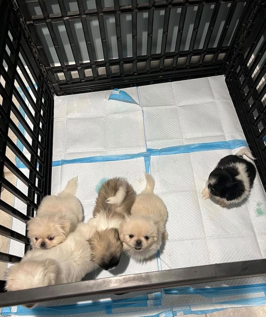 Pekingesen-Welpen suchen ein neues Zuhause