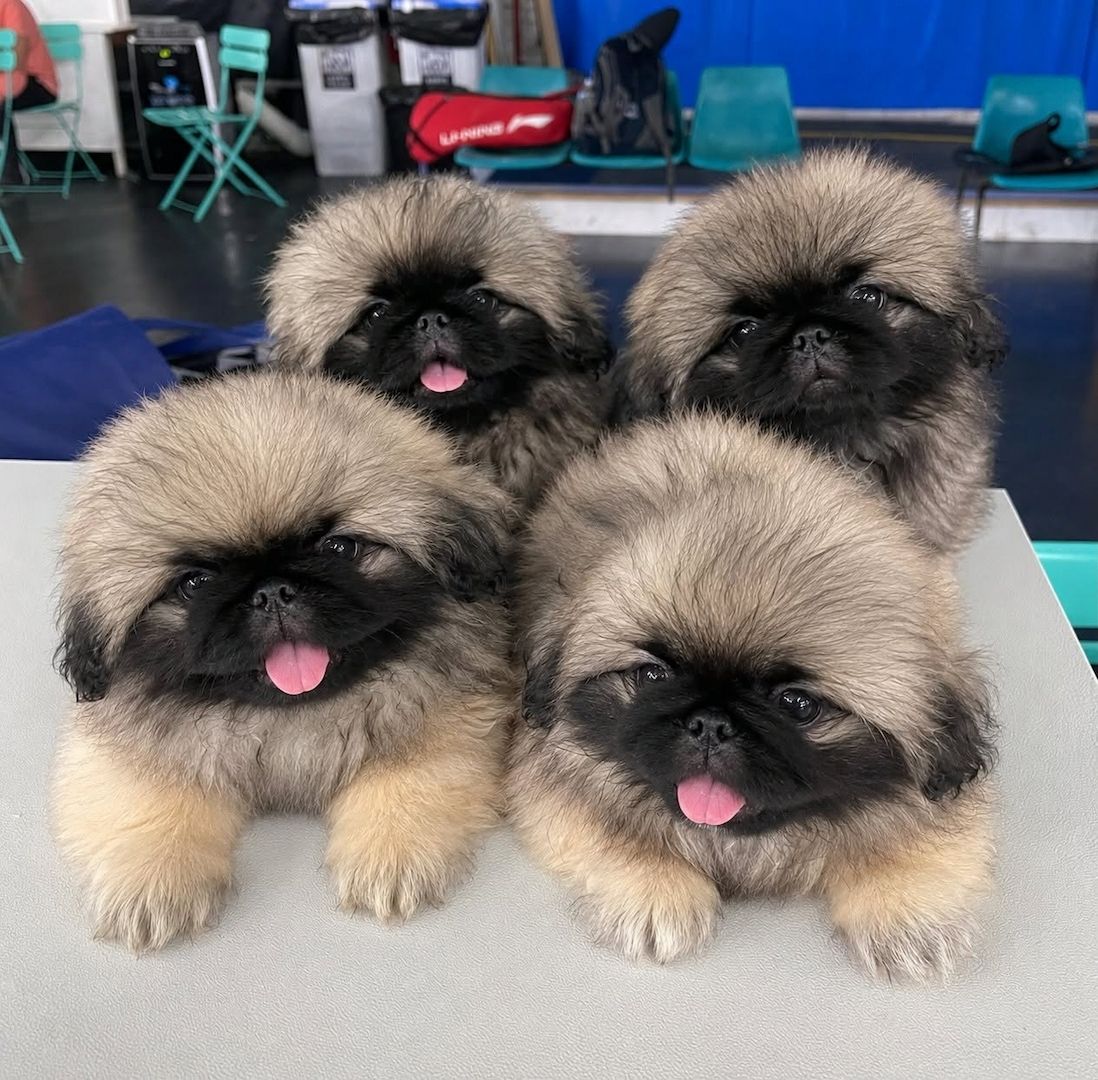 Pekingesen-Welpen suchen ein neues Zuhause