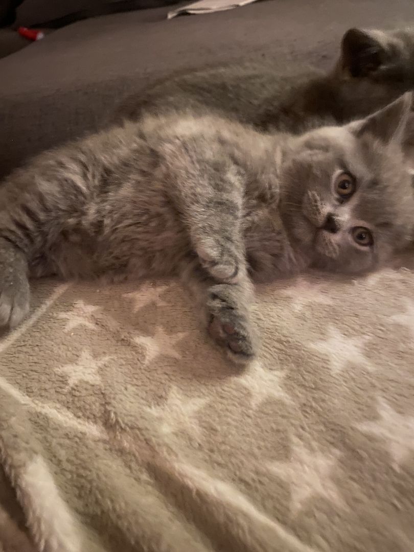 Kuschlige BKH-Kitten fast auszugsbereit