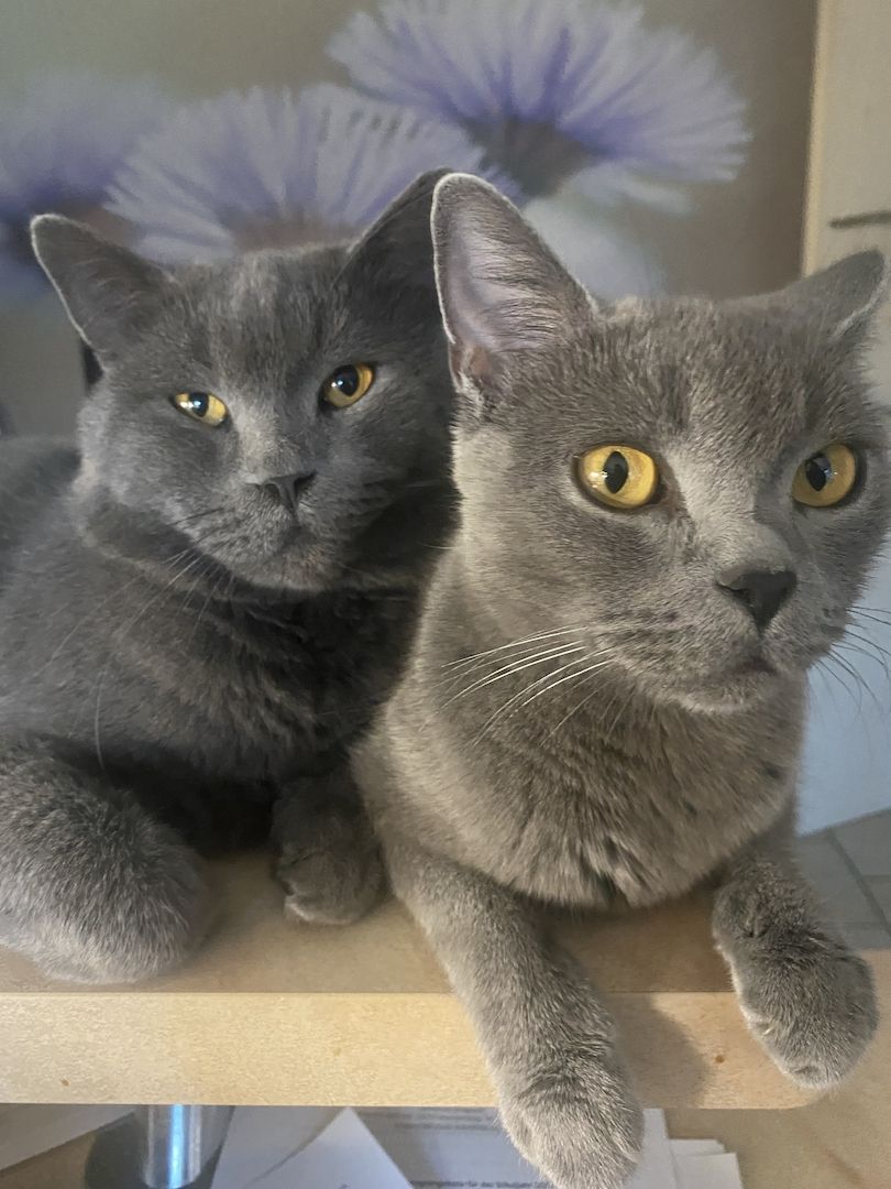 Kuschlige BKH-Kitten fast auszugsbereit