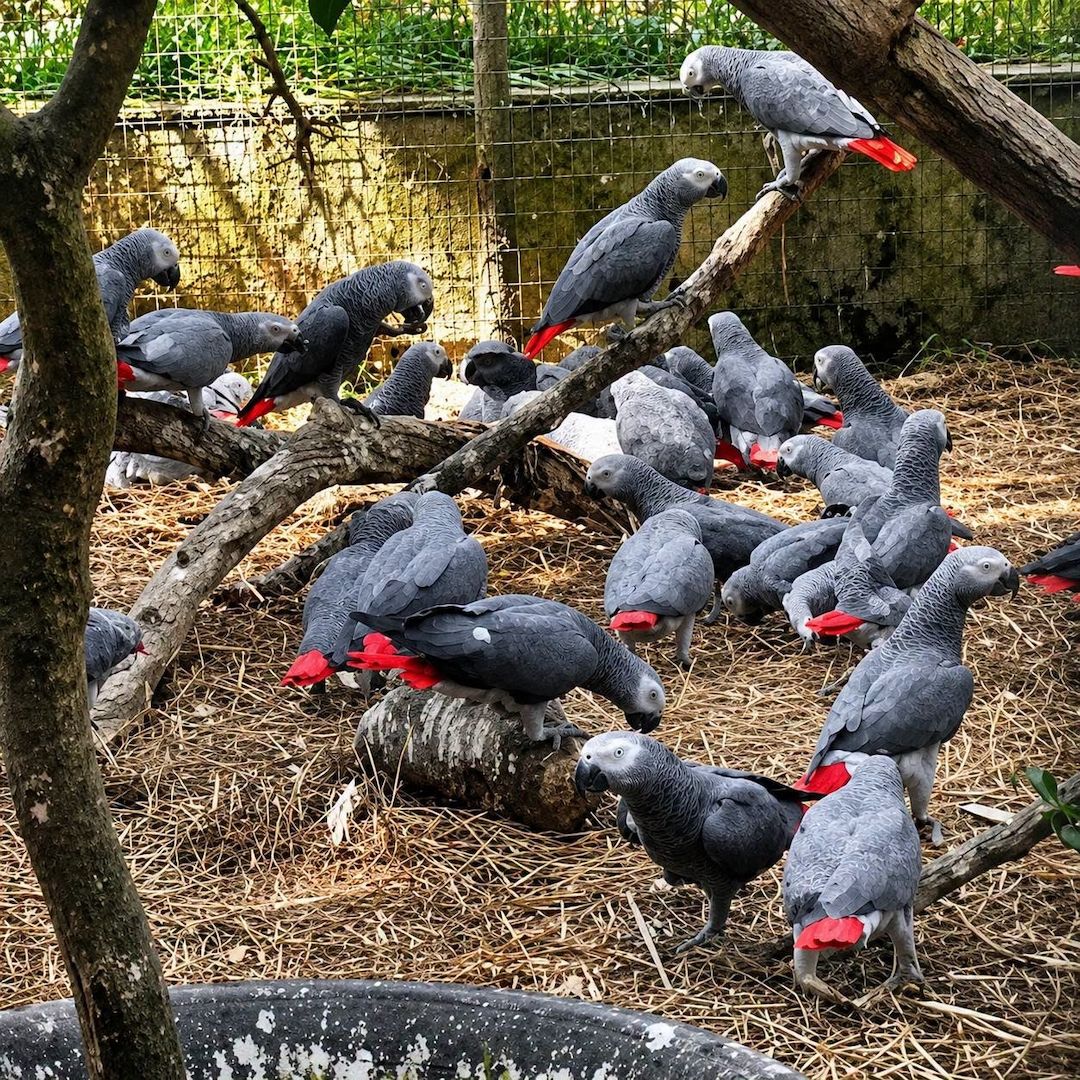 Handzahme Graupapageien abzugeben