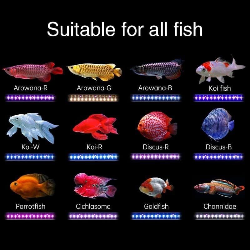 Arowana-Fische und verschiedene Arten zu verkaufen.