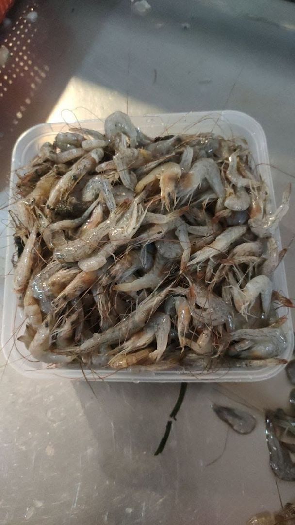 Arowana-Fische und verschiedene Arten zu verkaufen.