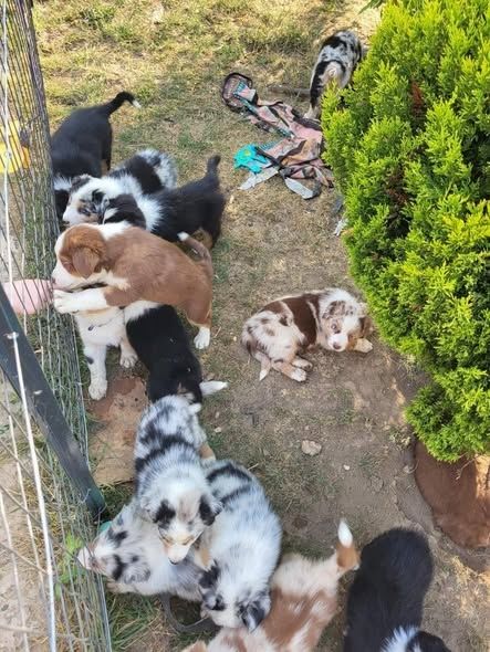 Australian-Shepherd-Welpen sind bereit, ihre neue, liebevolle Familie kennenzulernen.